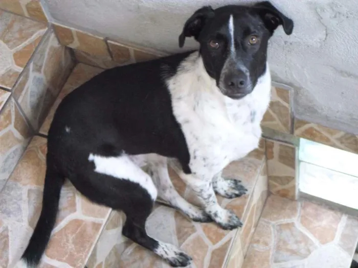 Cachorro ra a SRD idade 2 anos nome Robinho