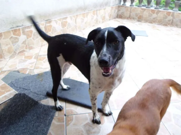 Cachorro ra a SRD idade 2 anos nome Robinho