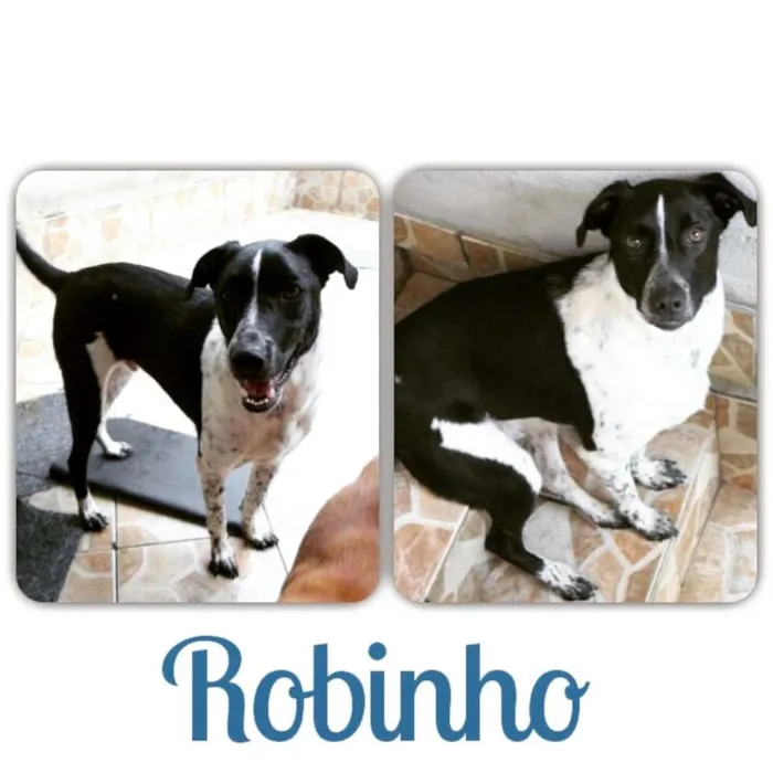 Cachorro ra a SRD idade 2 anos nome Robinho