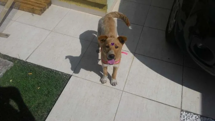 Cachorro ra a SRD  idade 2 a 6 meses nome Frida