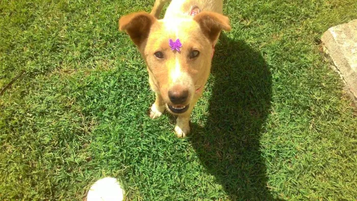 Cachorro ra a SRD  idade 2 a 6 meses nome Frida