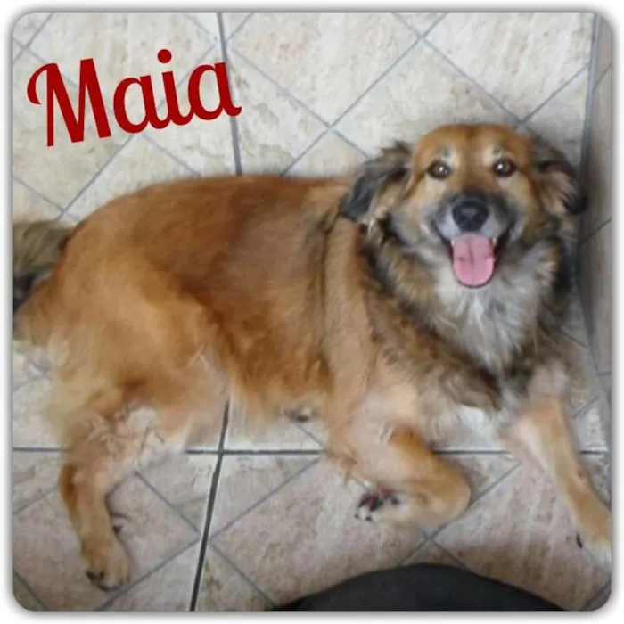 Cachorro ra a SRD idade 3 anos nome Maia