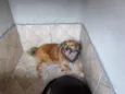 Maia