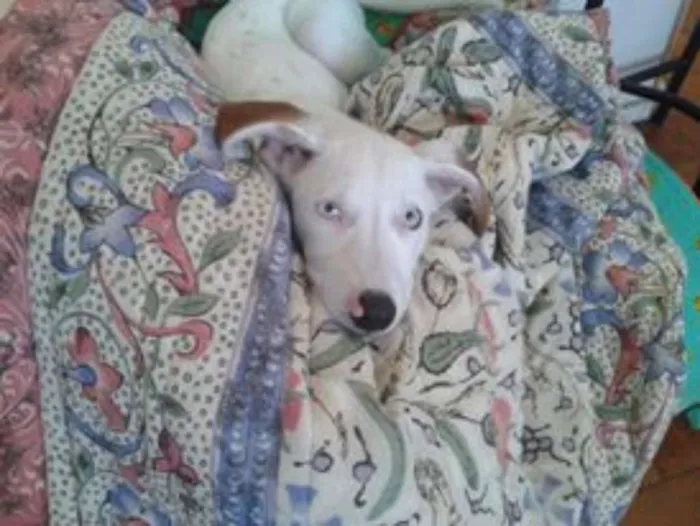 Cachorro ra a Vira lata idade 7 a 11 meses nome Turquesa