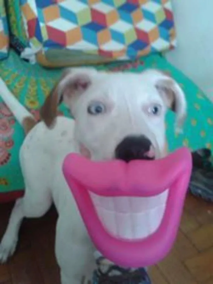Cachorro ra a Vira lata idade 7 a 11 meses nome Turquesa