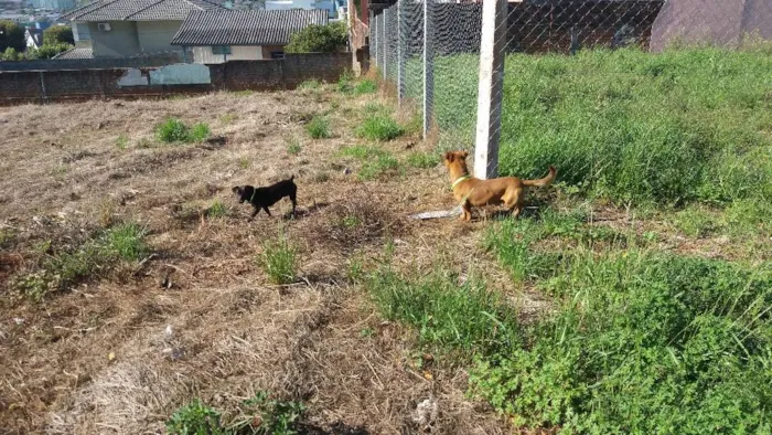 Cachorro ra a Nao sei idade  nome Nao sei