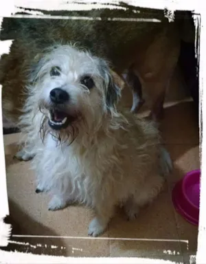 Cachorro raça srd idade 3 anos nome Morena