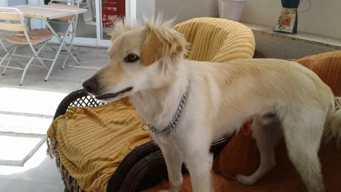 Cachorro ra a SRD idade 1 ano nome TECO