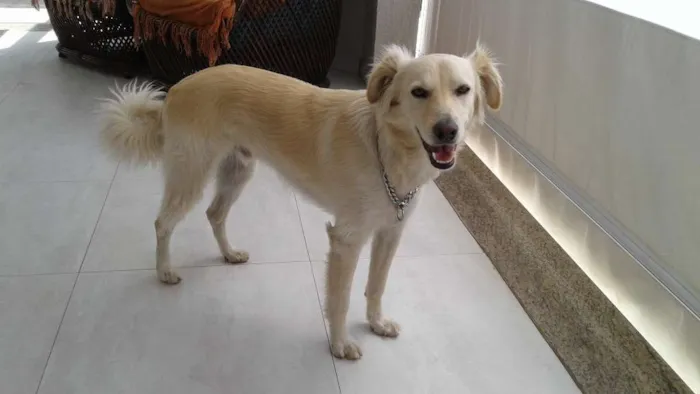 Cachorro ra a SRD idade 1 ano nome TECO