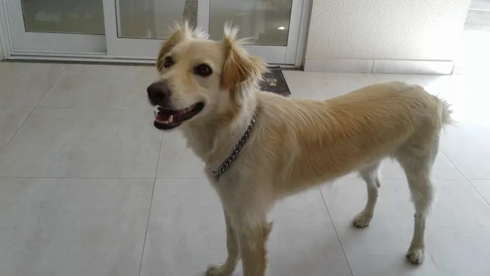 Cachorro ra a SRD idade 1 ano nome TECO