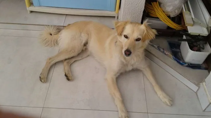 Cachorro ra a SRD idade 1 ano nome TECO