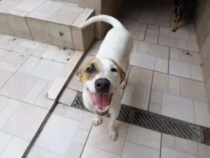 Cachorro raça SRD idade 1 ano nome Angel