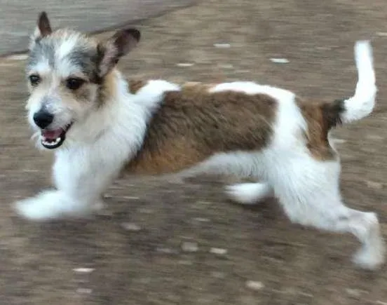 Cachorro ra a SRD idade 7 a 11 meses nome Duque