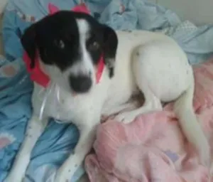 Cachorro raça SRD idade 7 a 11 meses nome Molly