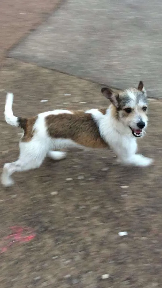 Cachorro ra a SRD idade 7 a 11 meses nome Duque