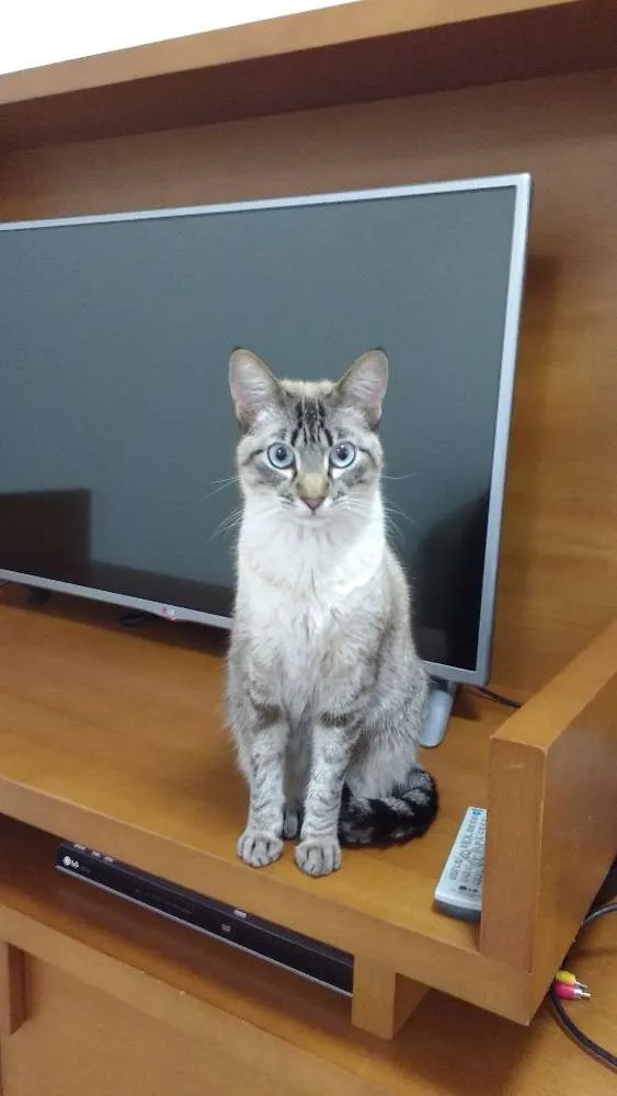 Gato ra a SRD idade 2 anos nome Luke