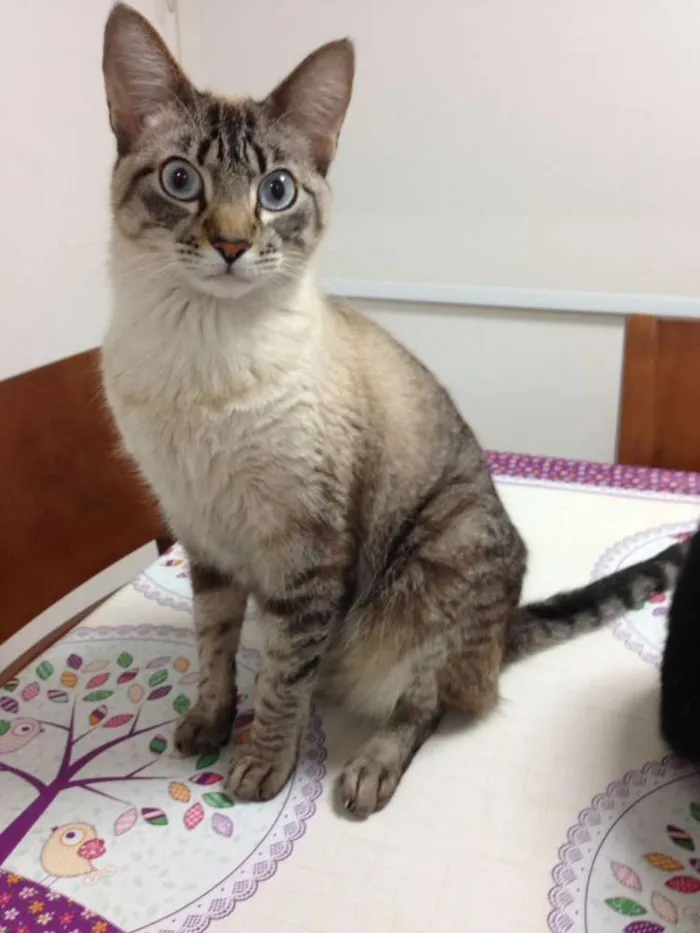 Gato ra a SRD idade 2 anos nome Luke