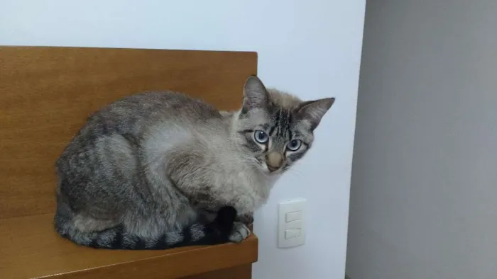 Gato ra a SRD idade 2 anos nome Luke