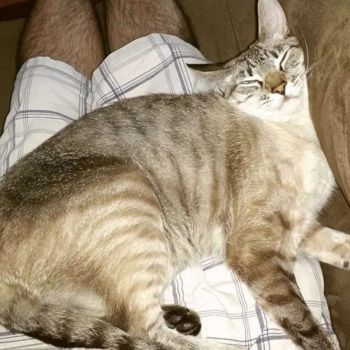 Gato ra a SRD idade 2 anos nome Luke
