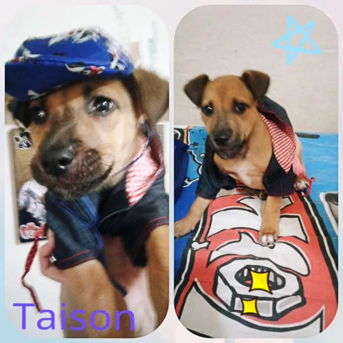 Cachorro ra a srd idade Abaixo de 2 meses nome Tayson 