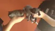 Gato cinza