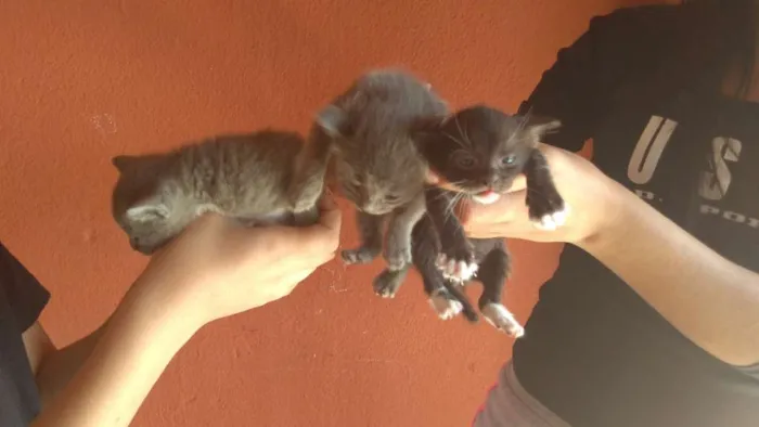 Gato ra a  idade Abaixo de 2 meses nome Gato cinza
