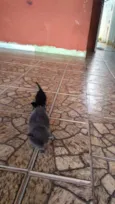 Gato cinza