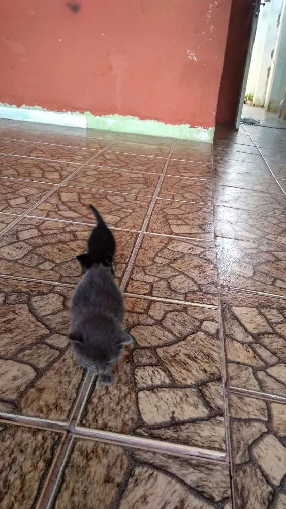 Gato ra a  idade Abaixo de 2 meses nome Gato cinza