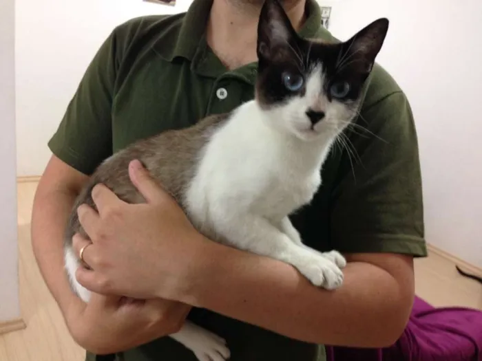 Gato ra a SRD idade 1 ano nome Lana