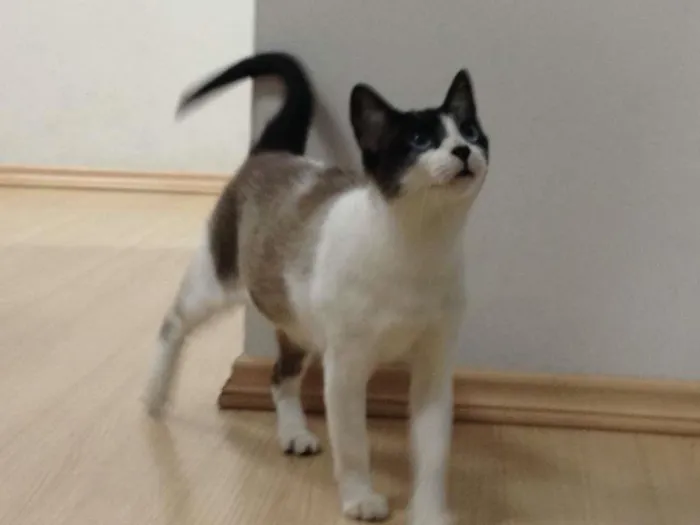 Gato ra a SRD idade 1 ano nome Lana