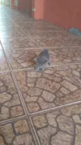 Gato cinza