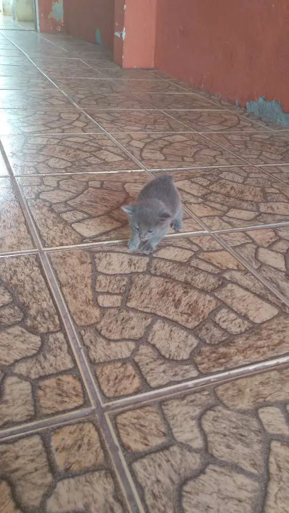 Gato ra a  idade Abaixo de 2 meses nome Gato cinza