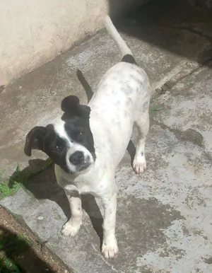 Cachorro raça SRD idade 2 a 6 meses nome Branquinha