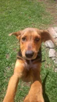 Sapeca