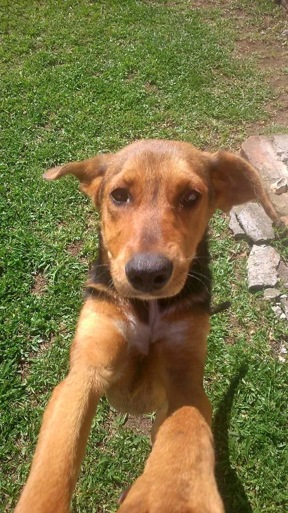 Cachorro ra a SRD idade 2 a 6 meses nome Sapeca