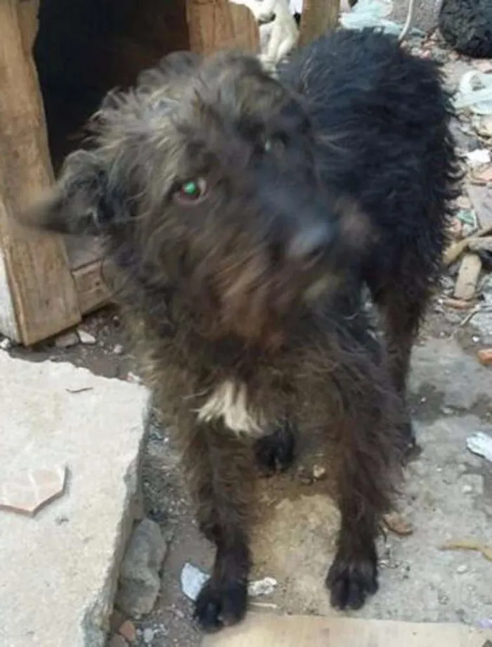 Cachorro ra a Poodle idade 7 a 11 meses nome BILLY