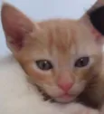 Teo