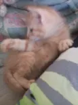 Teo