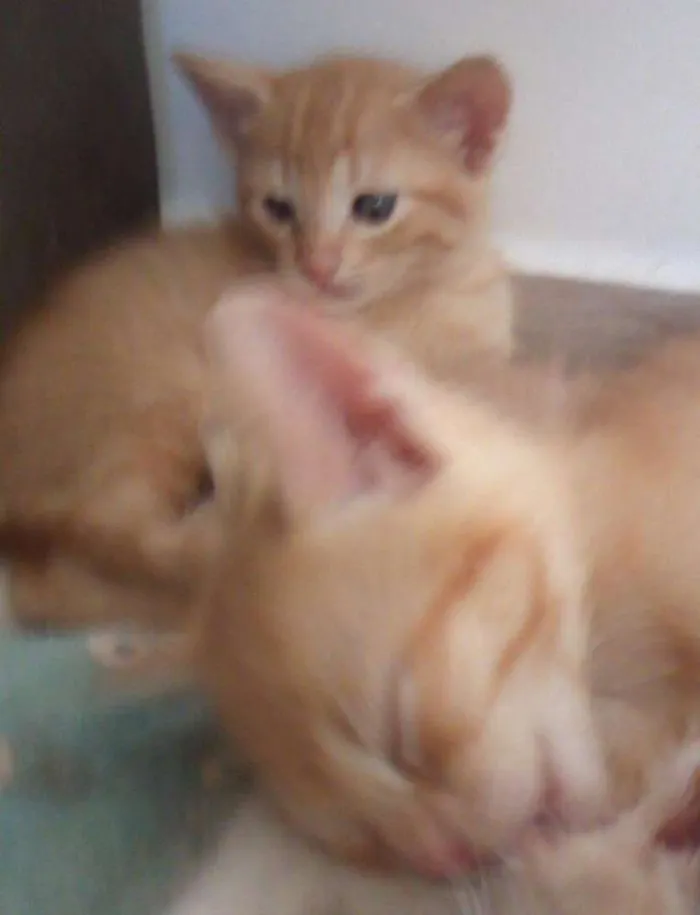 Gato ra a  idade Abaixo de 2 meses nome Teo