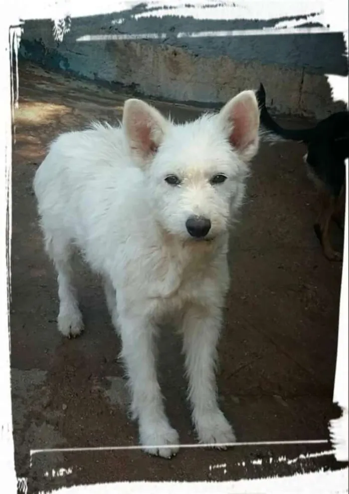 Cachorro ra a srd idade 3 anos nome Princesa