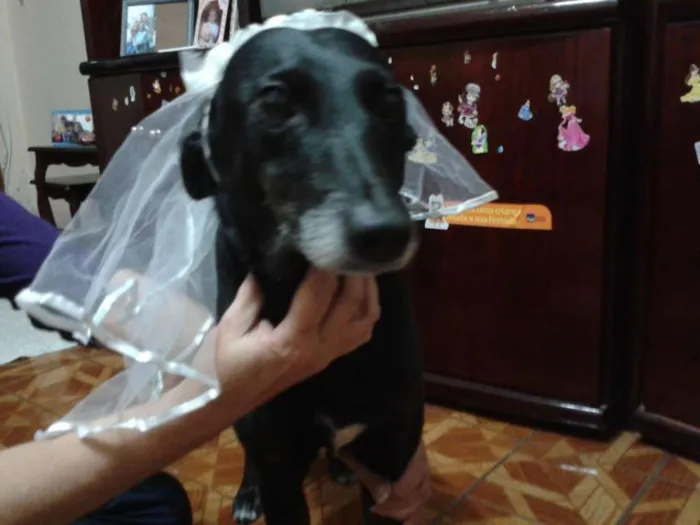 Cachorro ra a srd idade 6 ou mais anos nome Naomi GRATIFICA