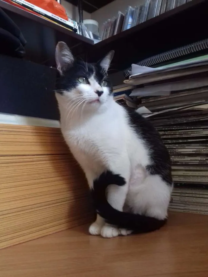 Gato ra a SRD idade 1 ano nome Alfredo e Allegra