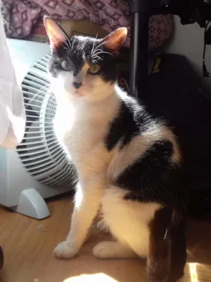 Gato raça SRD idade 1 ano nome Alfredo e Allegra
