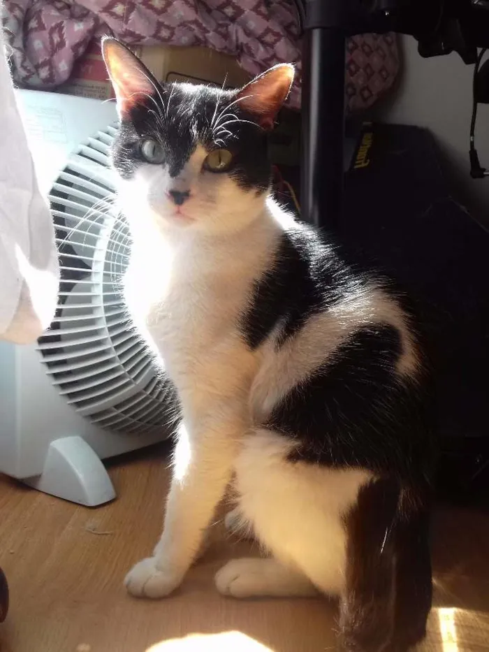 Gato ra a SRD idade 1 ano nome Alfredo e Allegra
