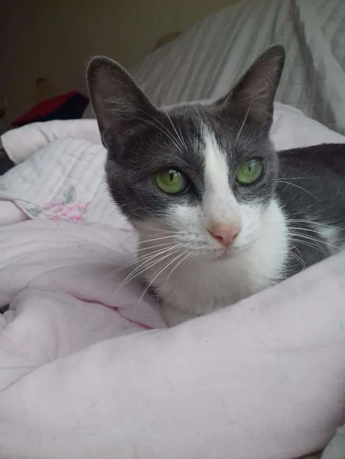 Gato ra a SRD idade 1 ano nome Alfredo e Allegra