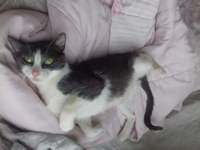 Gato ra a SRD idade 1 ano nome Alfredo e Allegra