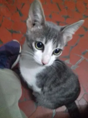 Gato raça SRD idade 2 a 6 meses nome Moss e Scot