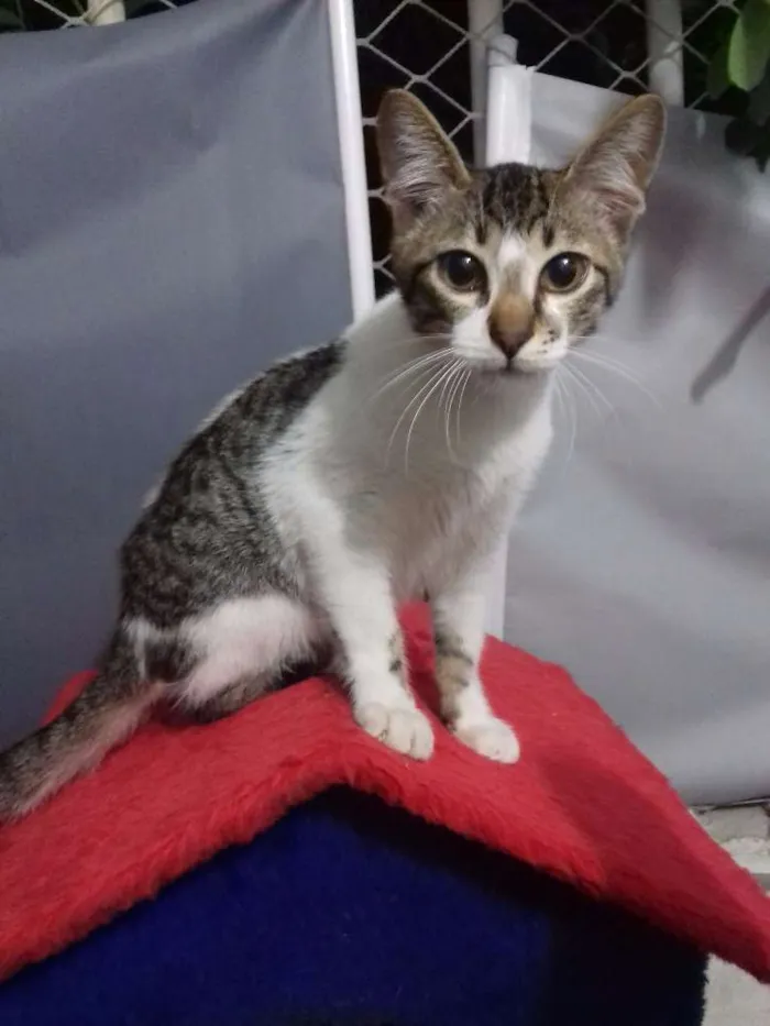Gato ra a SRD idade 2 a 6 meses nome Moss e Scot