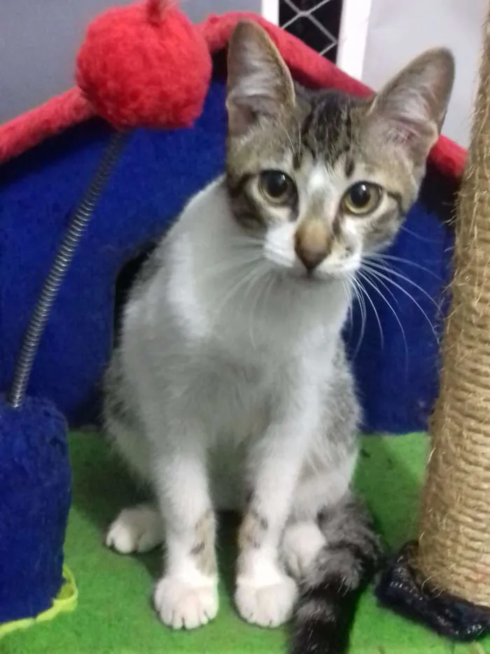 Gato ra a SRD idade 2 a 6 meses nome Moss e Scot