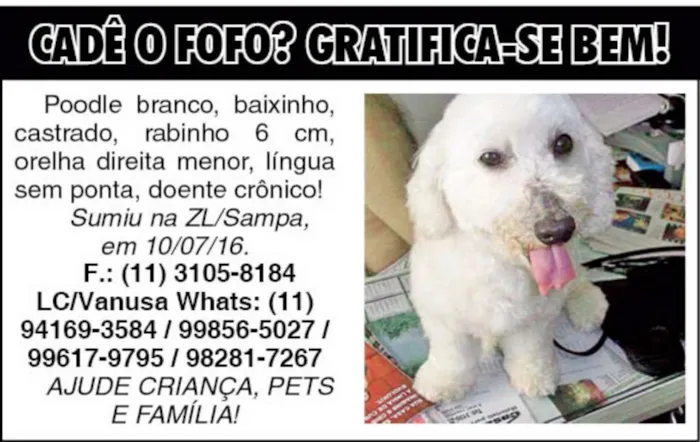 Cachorro ra a Poodle idade 6 ou mais anos nome FOFO